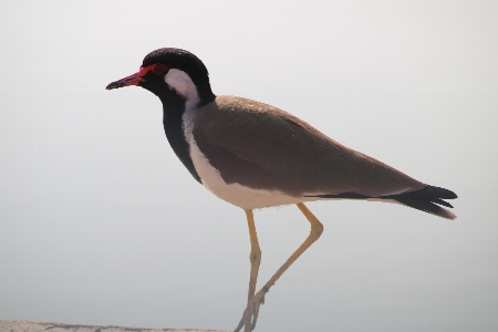 Red water sea wildlife Photo