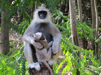 Monkey children forest fauna Photo