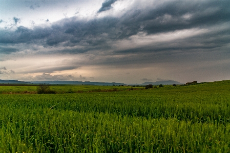 Landscape grass dawn green Photo