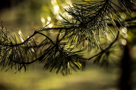 Foto natur zweig baum Foto