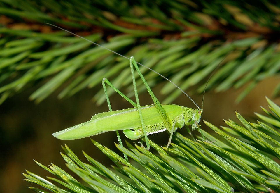 Foto serangga invertebrata belalang