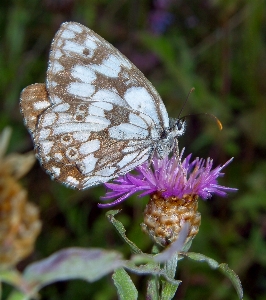 Photo butterfly moths and butterflies insect Photo