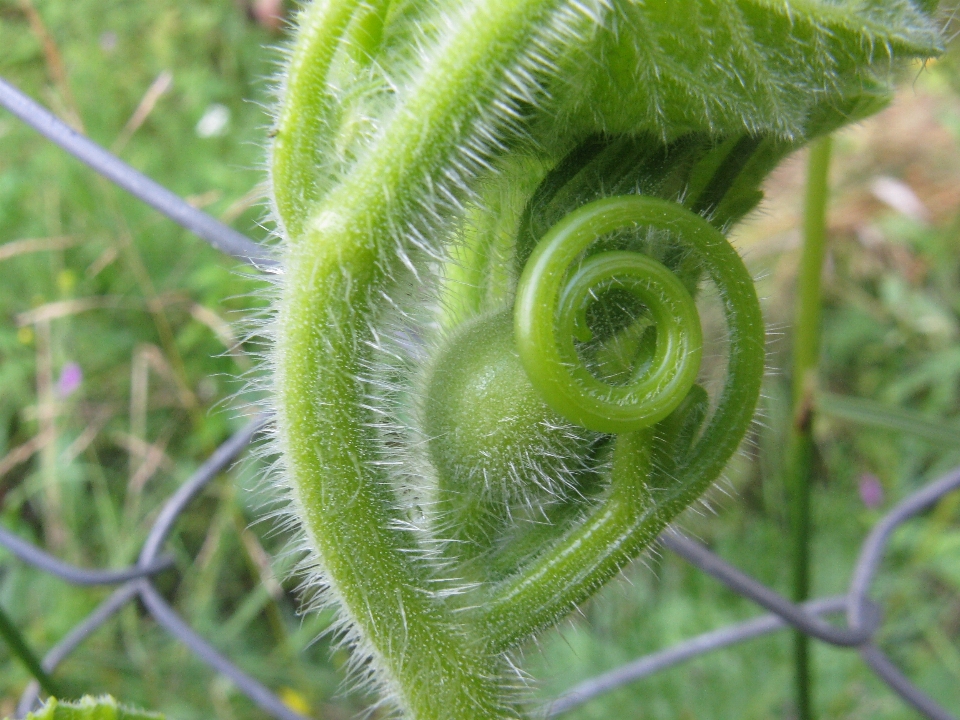 Photo plant flora leaf