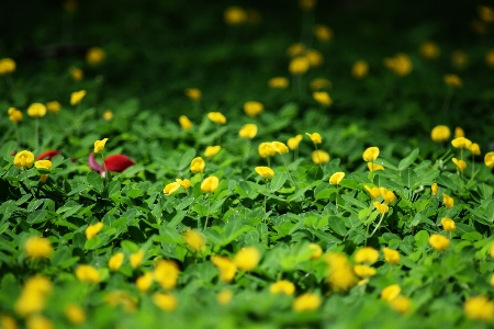 Flowers green grass yellow Photo