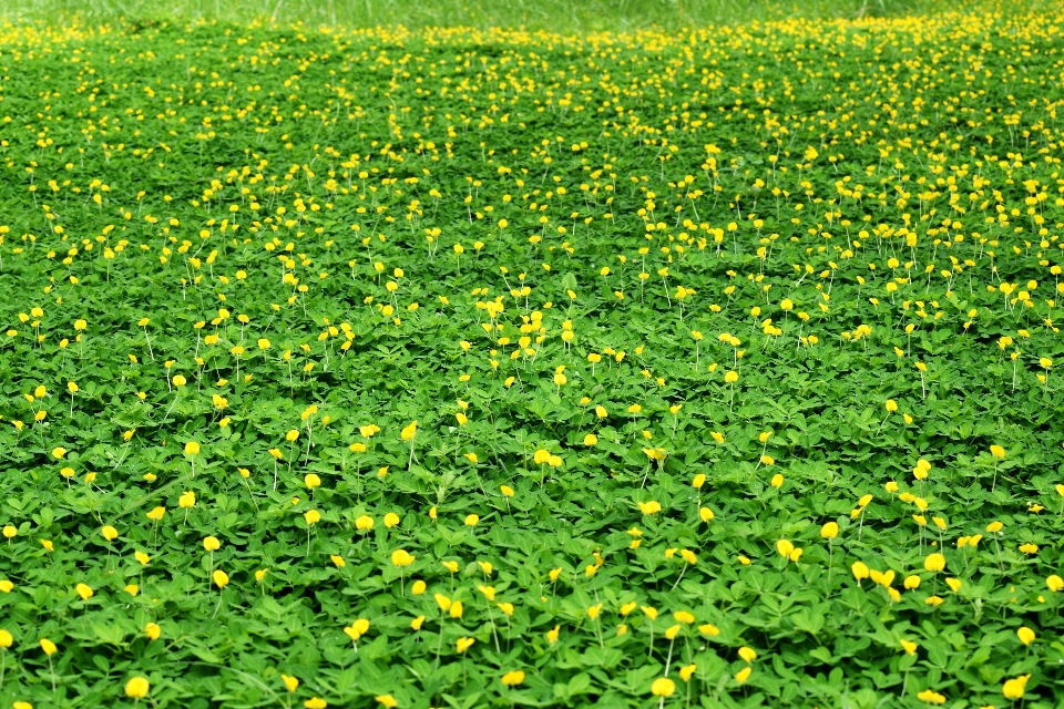 Flowers green grass field