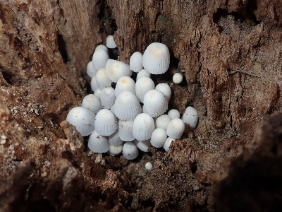 Foto Fungo legna bianco natura