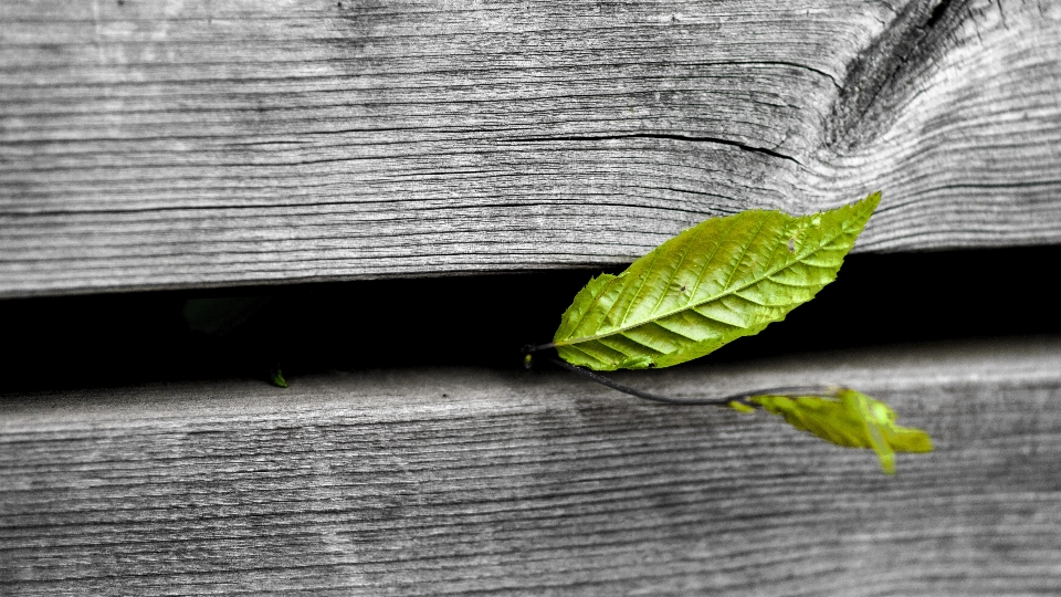 Leaf green wood break