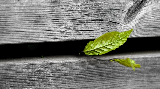 Leaf green wood break Photo