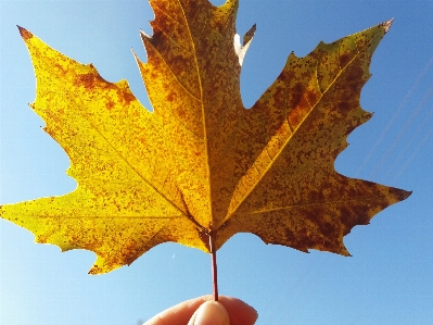 Leaf maple autumn yellow Photo