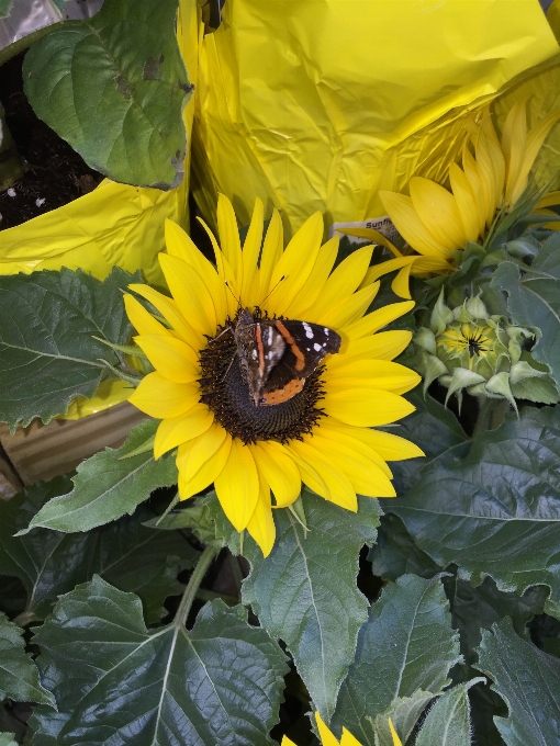 Girasol mariposa flor amarillo