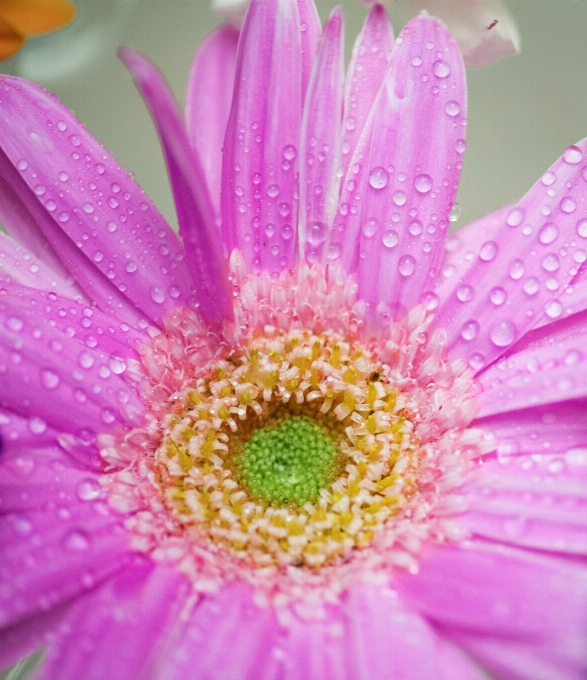 Marguerite africaine
 attractif arrière-plan beau