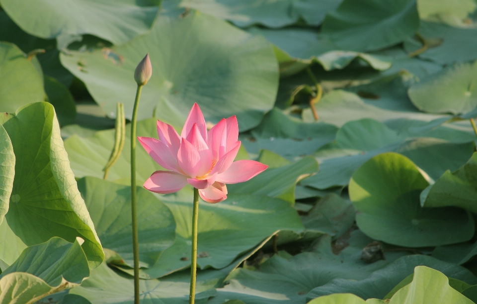 Loto fiore pianta sacro
