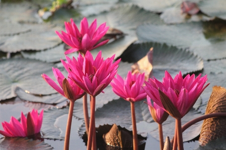 Foto Bunga tanaman merah jambu flora