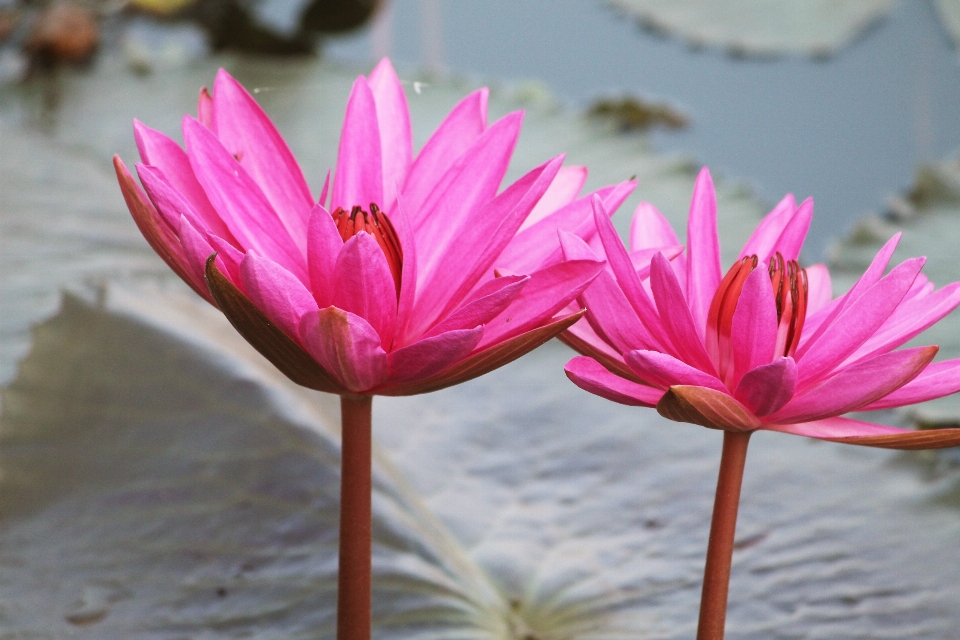 Pink water lily pond