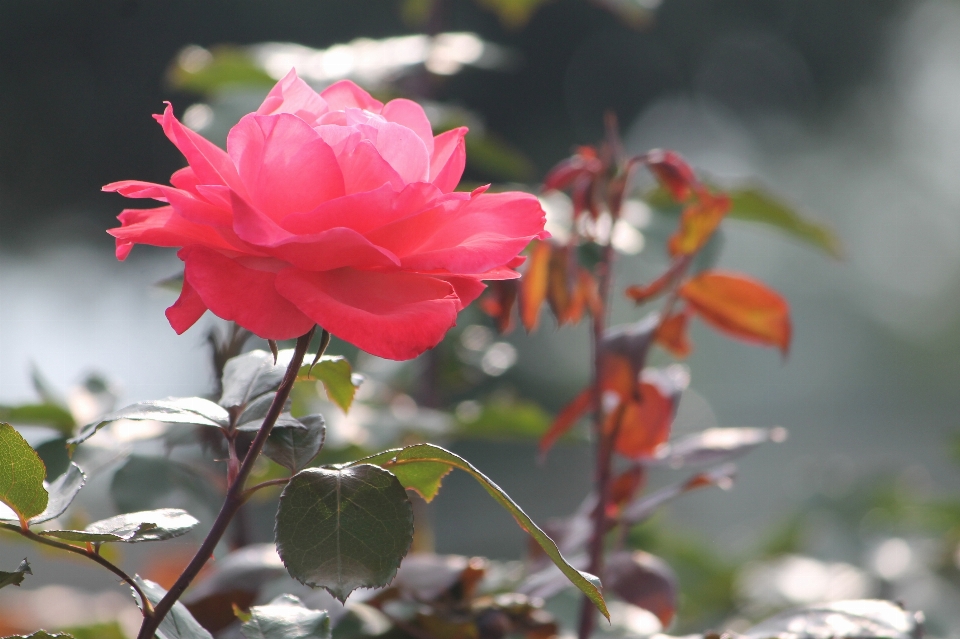 Rosa fiore pianta famiglia rosa
