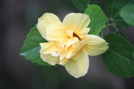 Hibiscus home yard kerala Photo