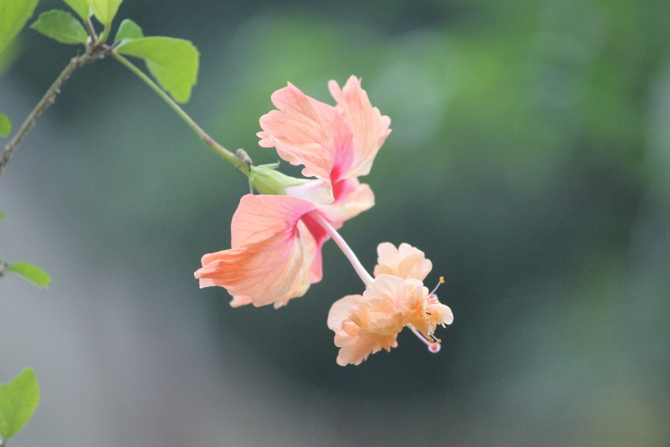 Flower flora plant flowering