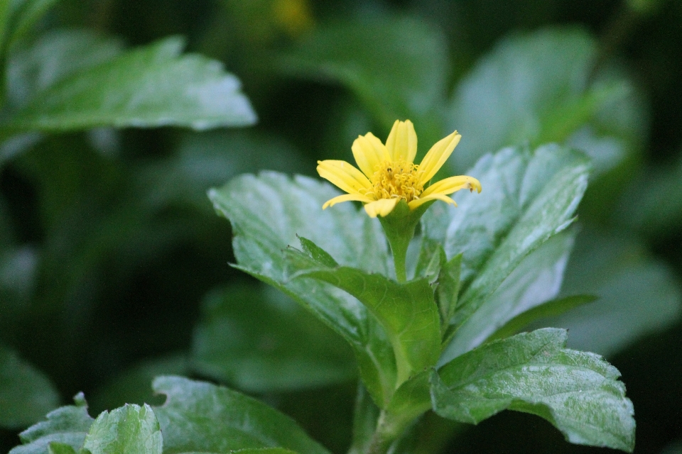 Fleur flore usine feuille