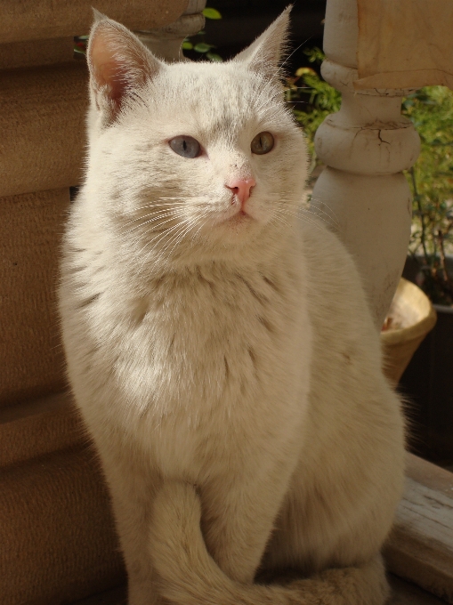 Katze kätzchen säugetier wirbeltier
