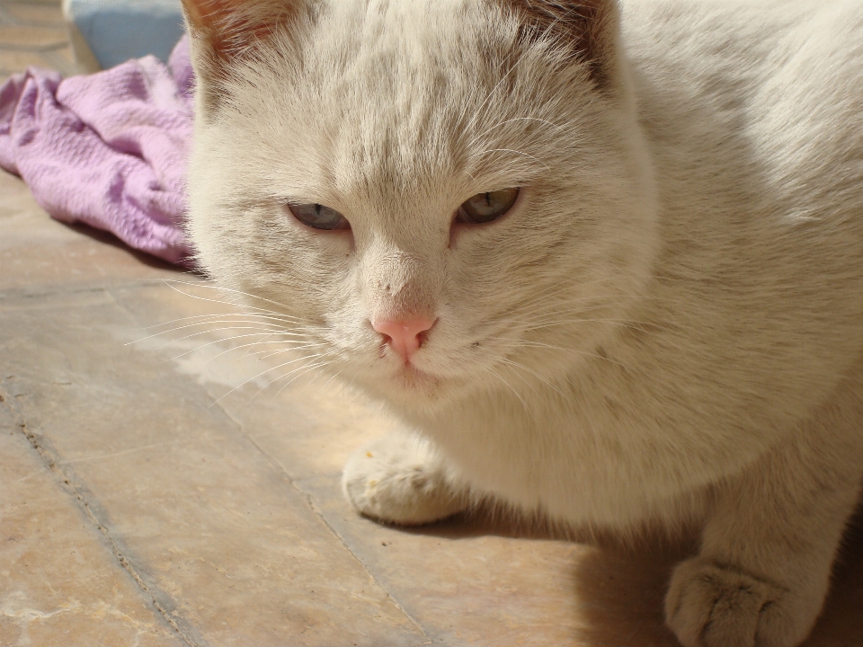 Gato gatinha gatos de pequeno a médio porte
 mamífero