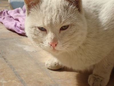 Foto Kucing berukuran kecil hingga sedang
 mamalia cambang
