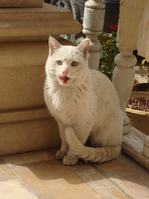 Chat minou chats de petite à moyenne taille
 comme un mammifère
