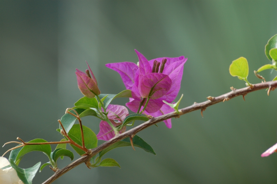 Bugenwilla
 zakład kwiat flora