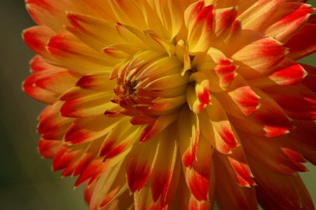 Photo Dahlia
 fleur usine pétale