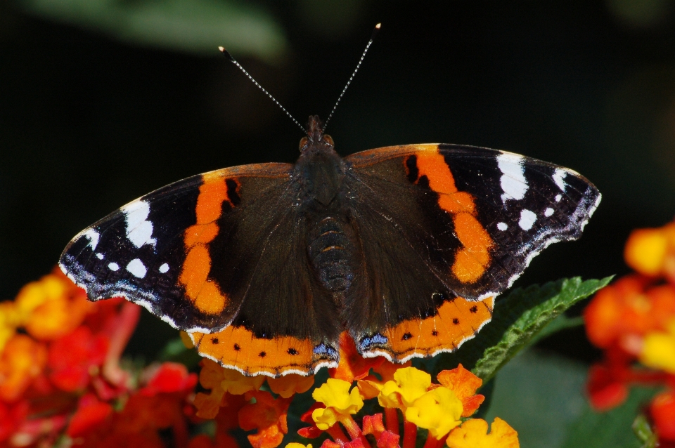 Kwiat zakład motyl lantana
