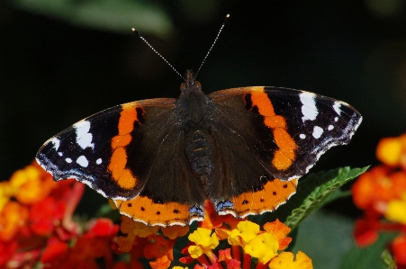 Foto Flor plantar borboleta lantana
