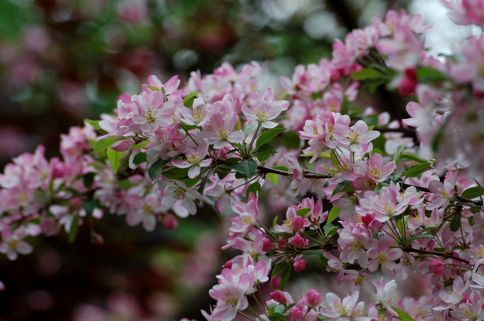 Kirschbaum
 blume anlage blüte