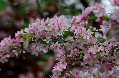 Cherry tree flower plant blossom Photo