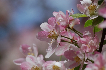 Photo Cerisier
 fleur usine fleurir