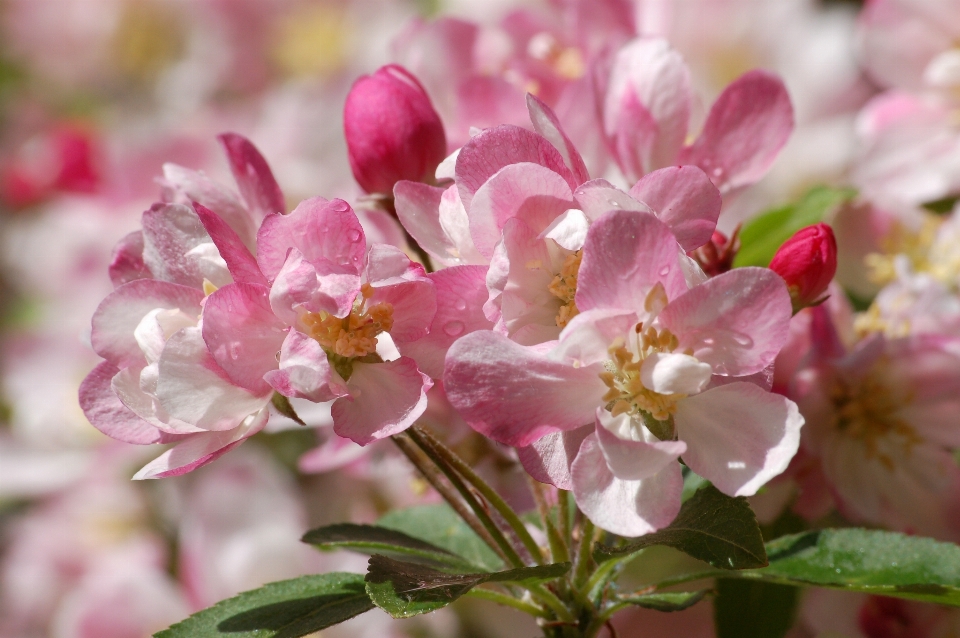 Kirschbaum
 blume anlage blüte