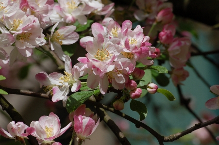 Cherry tree flower plant blossom Photo