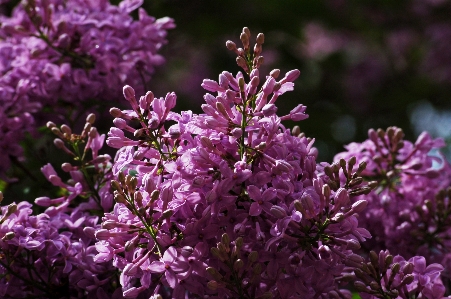 Lilac plant flower pink Photo