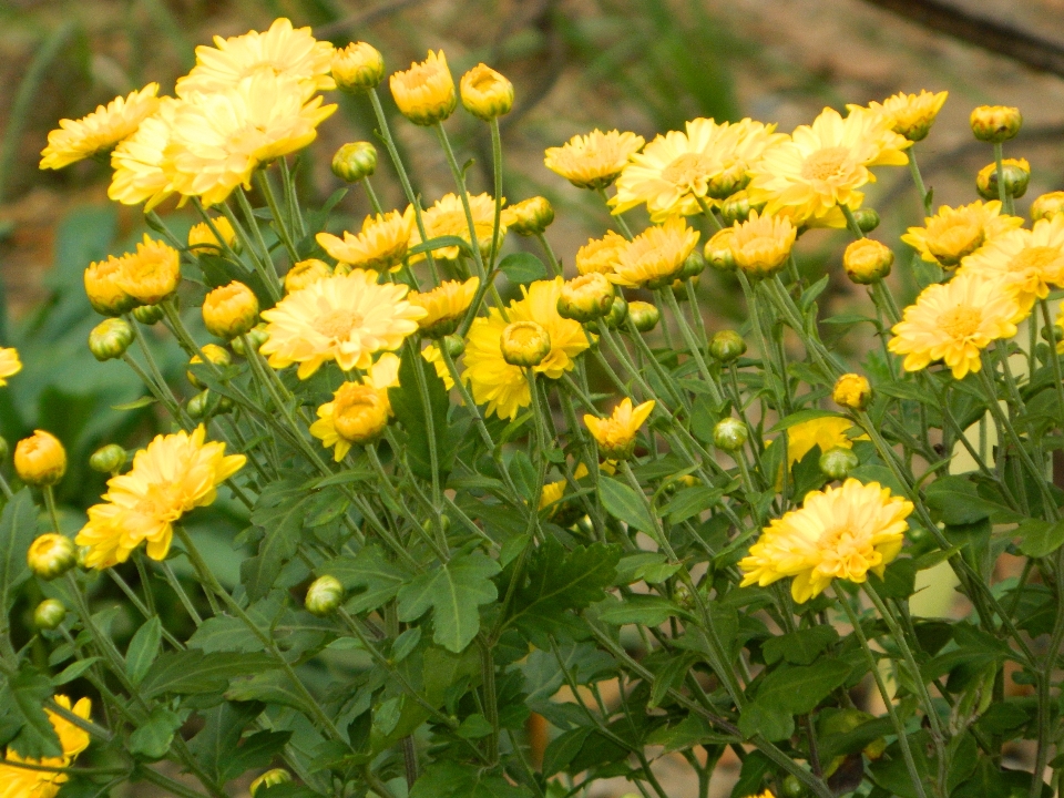 Fiore giallo pianta famiglia delle margherite
