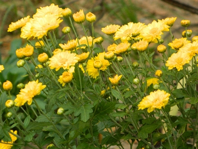 Photo Fleur jaune usine famille de marguerites
