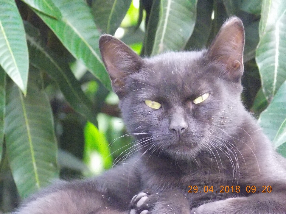 Katze kleine bis mittelgroße katzen
 schrott
 fauna