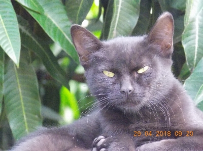 Cat small to medium sized cats korat fauna Photo