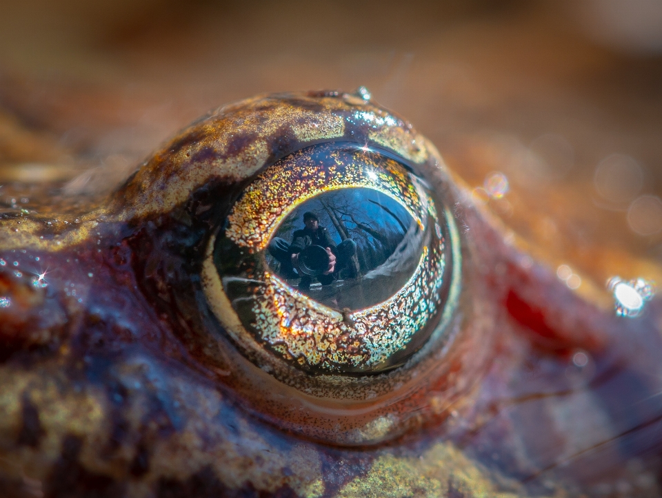 Grenouille œil macro selfie
