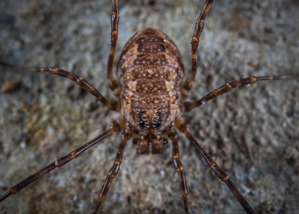 Macro aranha aracnídeo
 invertebrado