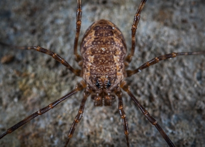 Foto Macro ragno aracnide
 invertebrato