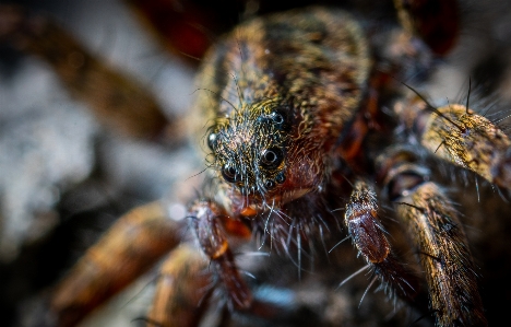 Foto Makro arakhnida
 laba-laba potret