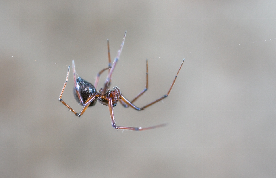 Macro arachnid spider invertebrate