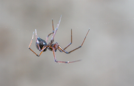 Foto Makro arakhnida
 laba-laba invertebrata