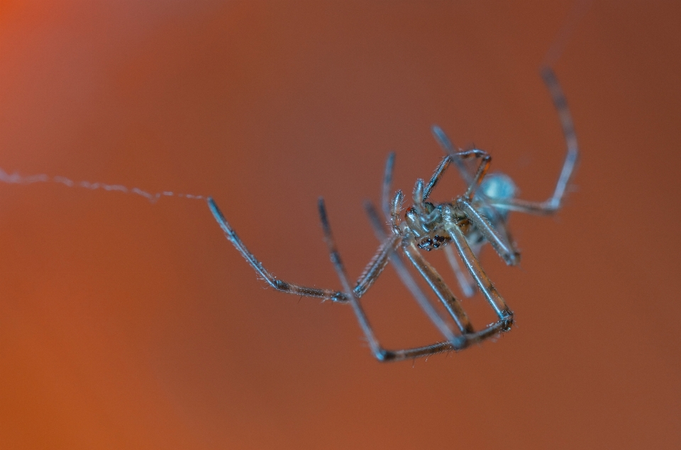 Makro arakhnida
 laba-laba fotografi makro
