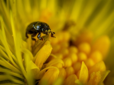 Foto Makro serangga bunga lebah madu
