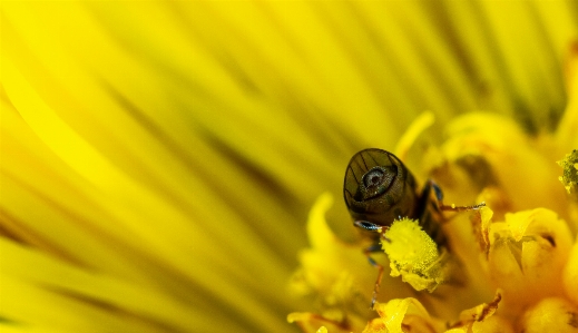 Foto Makro serangga terbang bunga