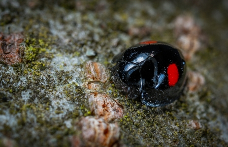 Macro bug insect ladybug Photo